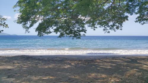 a view of the beach from under a tree at Citronnelles in Case-Pilote
