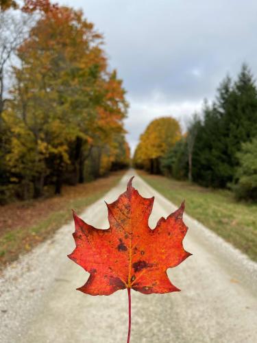 a red maple leaf sitting on a road at The Family Escape Townhome in Collingwood