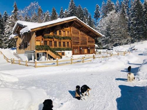 two dogs in the snow in front of a log cabin at Gstaad - Great Luxurious Farmhouse in Kalberhöni