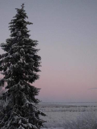 a snow covered pine tree in a field at Guesthouse Golden Goose in Kittilä