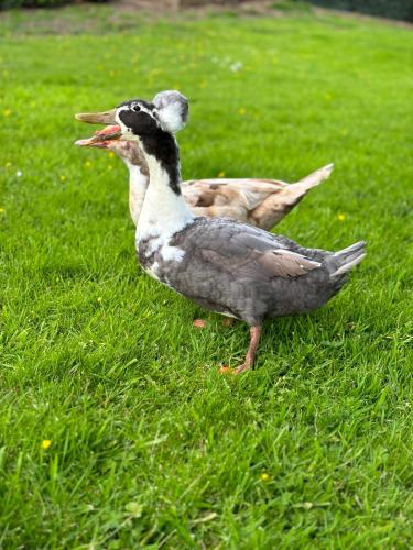 two ducks standing in the grass in a field at La cabane de Lulu in Jalhay
