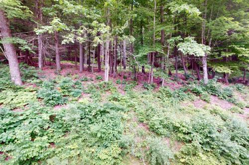 a forest filled with lots of plants and trees at Quechee Hollow 2C in Quechee