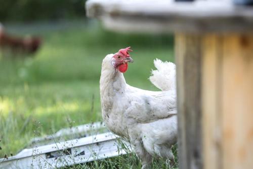 a white chicken with a red head standing in the grass at Skärgårdslägenhet med havsutsikt i Sankt Anna! NR1 in Sankt Anna