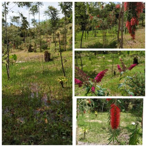 four pictures of a garden with flowers and trees at San José de las bromelias in Marinilla