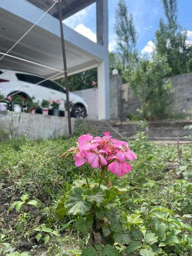 a pink flower in front of a house at Mountain Face Skardu in Skardu