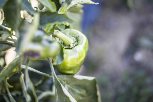 a green pepper is growing on a plant at Azienda Agrituristica Alcastlè in Montabone