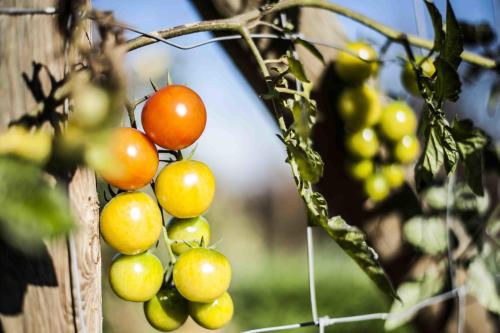 a bunch of green and red fruit on a tree at Azienda Agrituristica Alcastlè in Montabone