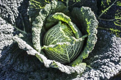 a close up of a bunch of green vegetables at Azienda Agrituristica Alcastlè in Montabone