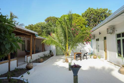 a courtyard with a palm tree in a house at Shifa Lodge Maldives in Feridhoo