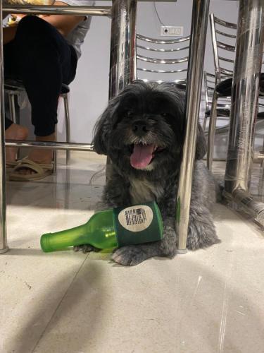 a dog sitting under a table with a green bottle at Hotel Rajshree Palace in Gupta Kāshi