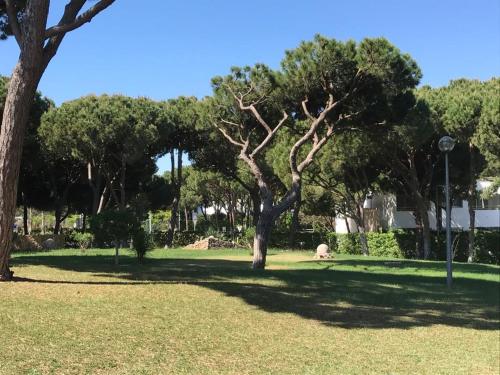 a tree in the middle of a grass field at TAC - Açoteias Budget Studio in Olhos de Água