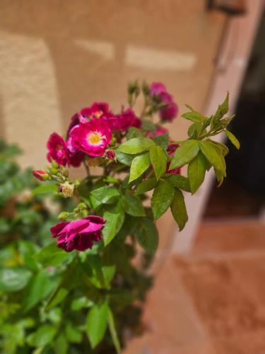 a bunch of pink flowers in a pot at Maranatha Guest House en Provence in Draguignan