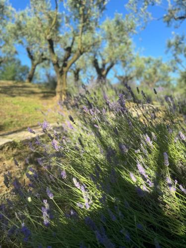a field of grass with trees in the background at Chalet Bosco Magico Roccolo in CastellʼArquato