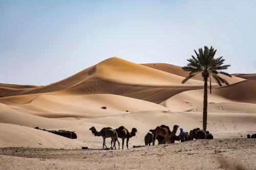 a group of camels in the desert with a palm tree at Kanz Erremal in Merzouga