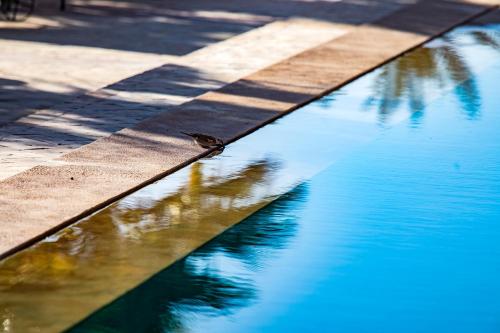 a bird standing on the edge of a pool of water at Kanz Erremal in Merzouga