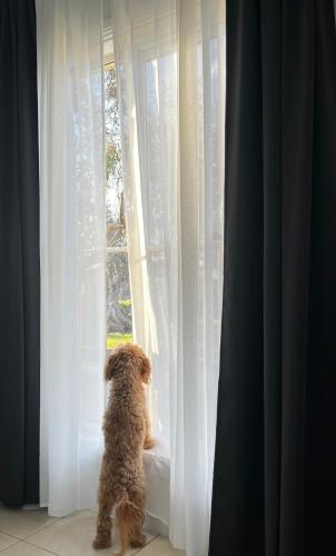 a dog is looking out of a window at Winterwood Lodge - 6mins Jindabyne Pets Allow Farm Stay-Swimming Pool Summer Only in Moonbah