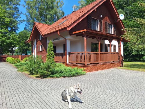 a dog sitting in front of a house at Ośrodek Szkoleniowo-Wypoczynkowy "Leśnik" in Ustka