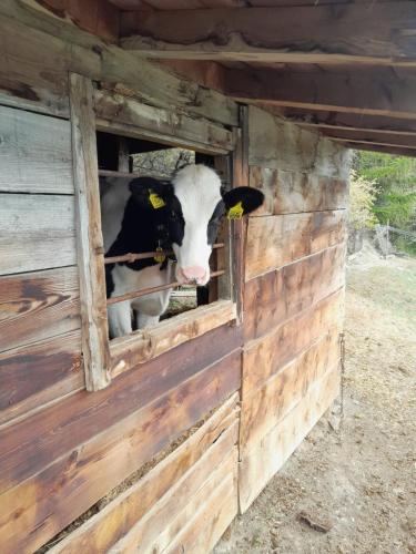 a cow looking out of the window of a barn at Untertelshof in Lasa