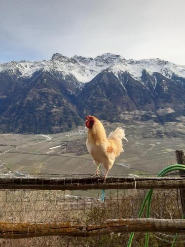 a chicken standing on top of a fence with mountains at Untertelshof in Lasa
