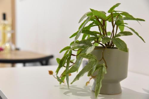 a green plant in a white pot on a table at Aloha Inn in Artemida