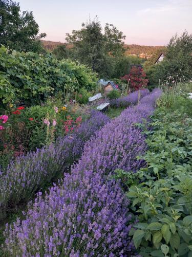 a garden with purple flowers and other plants at Dom gościnny u Krupów in Polańczyk