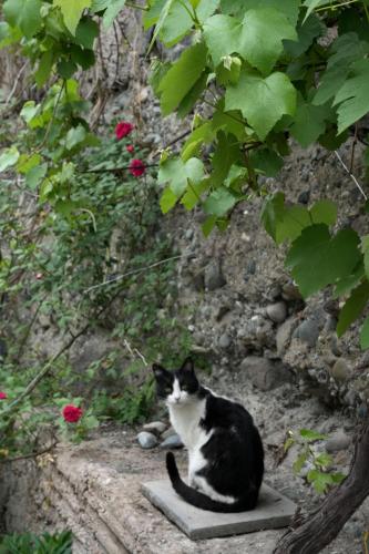 a black and white cat sitting on a stone under a tree at IRIS B&B in DEBED CANYON in Alaverdi