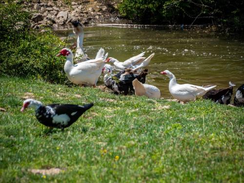 a group of ducks standing in the grass near a pond at Apartment Alenka by Interhome in Omišalj