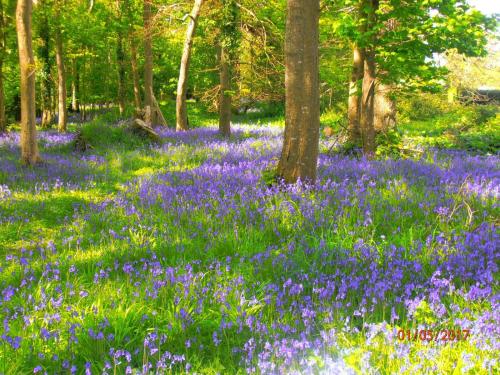 a field of blue flowers in the woods at Kiln lodge in Killarney