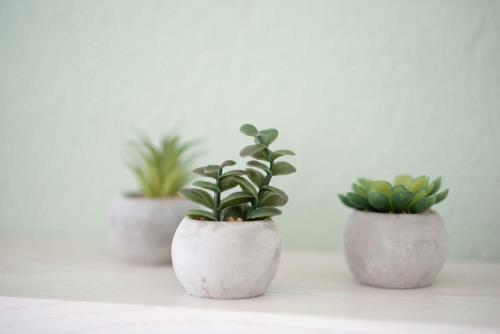 three plants in white pots sitting on a table at B&B Mont-Crosin in Mont-Crosin