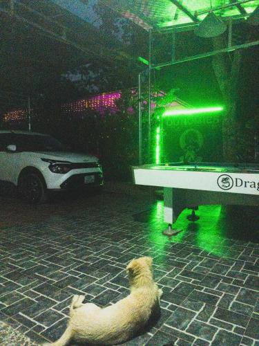 a dog laying on the floor next to a table at OG Homes in Ha Giang