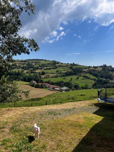 a white animal standing in a field with a tree at Maison et piscine chauffée, vue Monts du Lyonnais in Brullioles