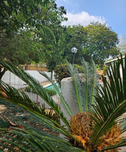 a palm tree in front of a fence at The Royal Princess B&B on Malibongwe Drive in Johannesburg