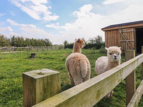 two sheep are looking over a wooden fence at Mallard View in Lancaster