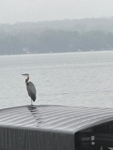 a bird standing on the edge of the water at Water's Edge on Canandaigua Lake 2 bedroom only October 15-April 30 El Borde del Agua de Canandaigua in Canandaigua