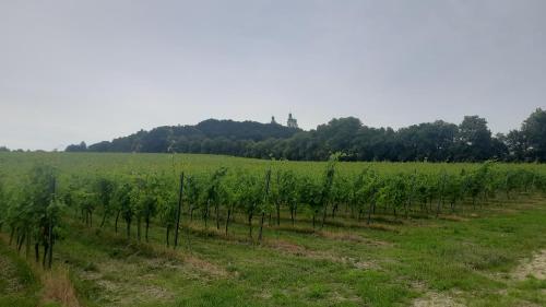 a row of green vines in a field at Apartamenty Kraków-Bielany in Kraków