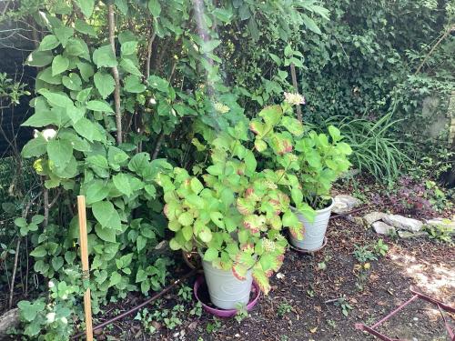 three potted plants in buckets in a garden at Maison de charme à Vachères avec jardin et vue montagne in Vachères