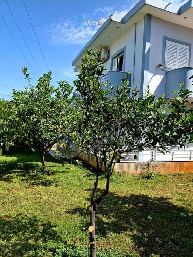 two trees in a yard in front of a house at MyKsamil Apartments in Ksamil