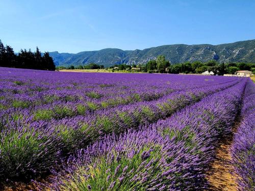 Φωτογραφία από το άλμπουμ του Gite Le Roma σε Oppede