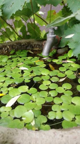 a pond filled with lots of green lily pads at Casa Villa Alba Carpinteria in Carpintería