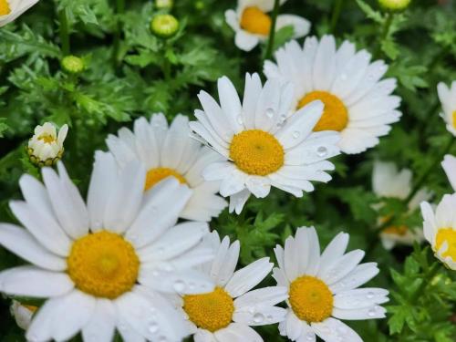 a group of white flowers with yellow centers at Crea House in Sapporo