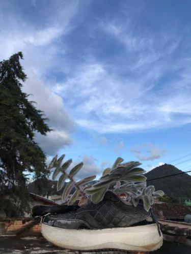 a shoe with a plant in the top of it at Casa Apapacho hostel in San Cristóbal de Las Casas