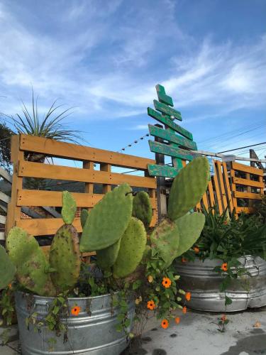 a group of potted plants in front of a wooden fence at Casa Apapacho hostel in San Cristóbal de Las Casas
