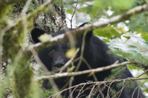 a black bear is standing in a tree at Beaver Hut Bed And Breakfast in Port Alberni