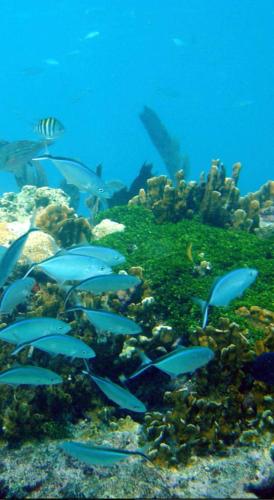 a group of blue fish in the ocean at Key Largo Paradise in Key Largo