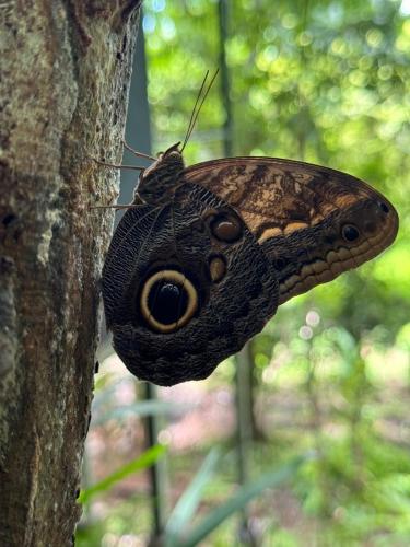 a butterfly is sitting on the side of a tree at Deer Houses Cabuya in Cabuya