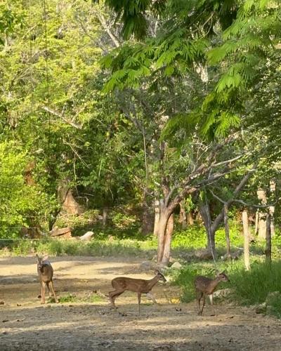 three gazelles walking around in a park at Deer Houses Cabuya in Cabuya