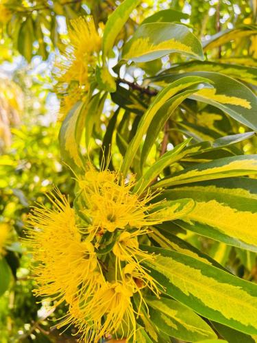 a bunch of yellow flowers on a tree at Krishan Villa in Negombo