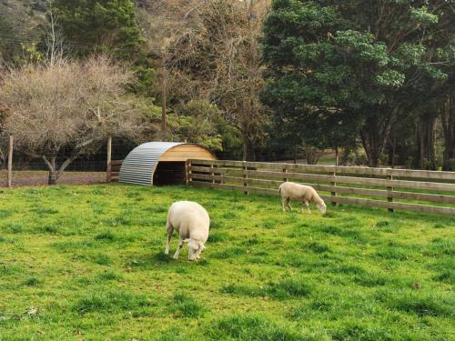 two sheep grazing in a field of grass at Crown Ridge Miners Cottage in Karangahake