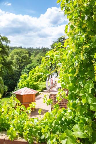 a view of a garden through the leaves of trees at Hotel Franziskushöhe Lohr in Lohr