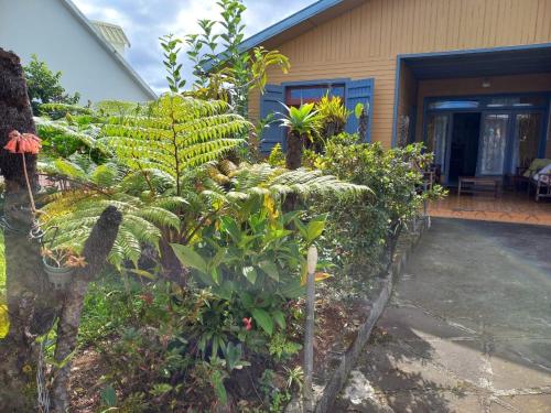 a garden in front of a house with plants at Grande Maison atypique proche du Maïdo in Saint-Paul